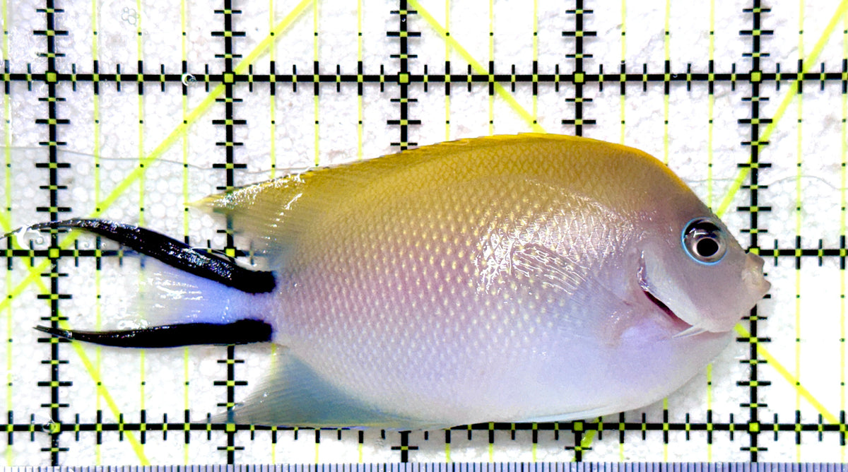 Swallowtail Angelfish Female SAF101803 WYSIWYG (Reefsafe) Size: XL 4.25" approx