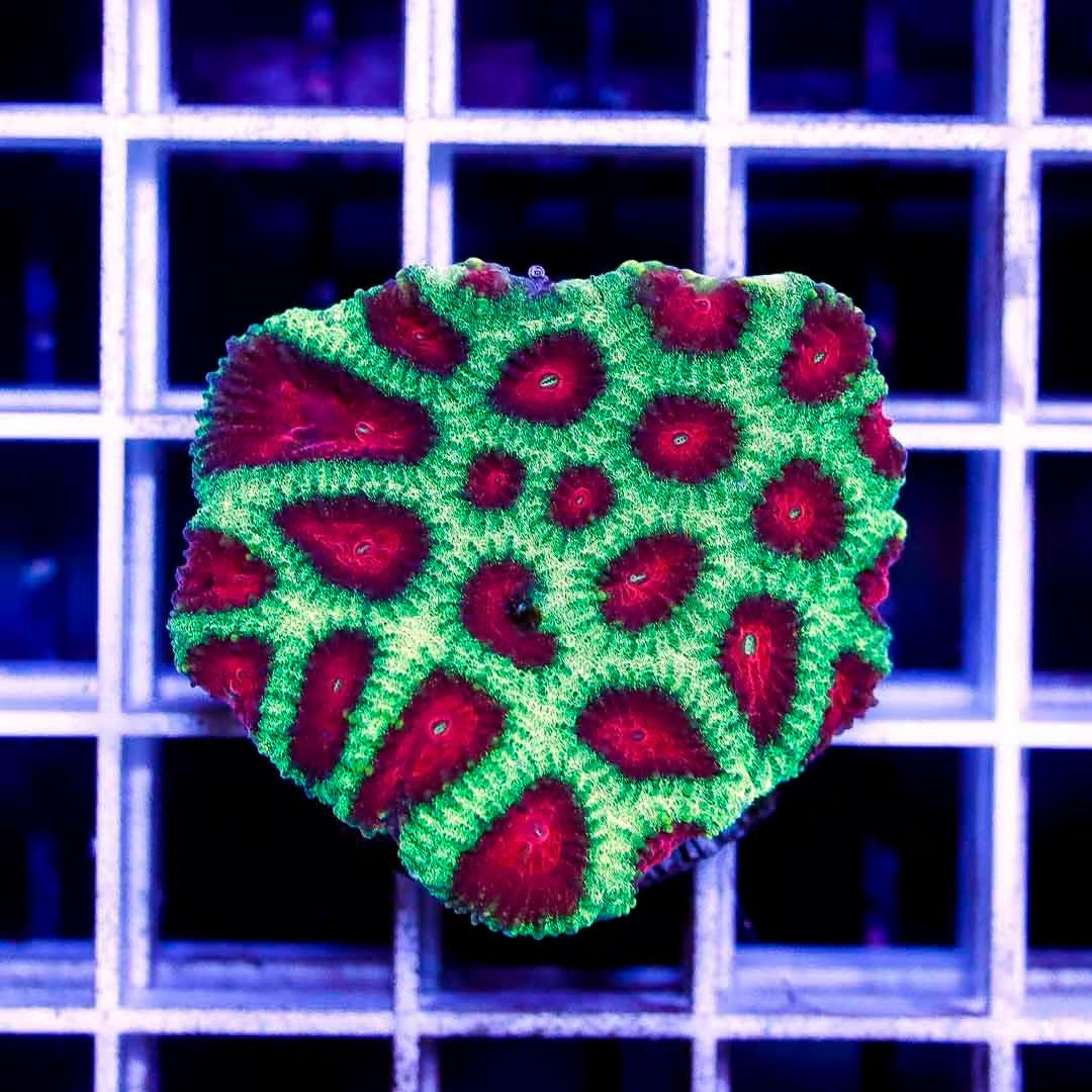 Ultra Favia UF040501 WYSIWYG