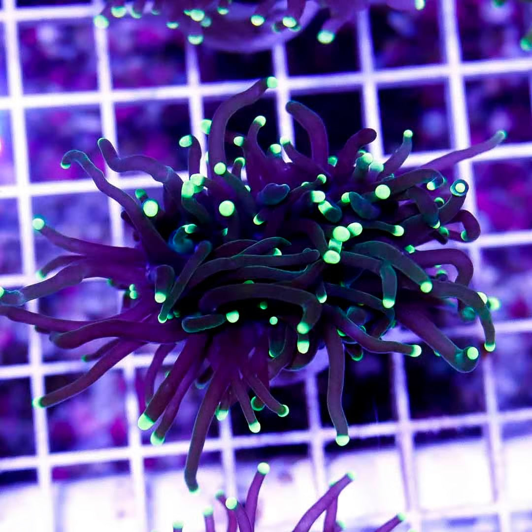 Indo Forest Green Neon Tip Torch IFGNTT040501 WYSIWYG