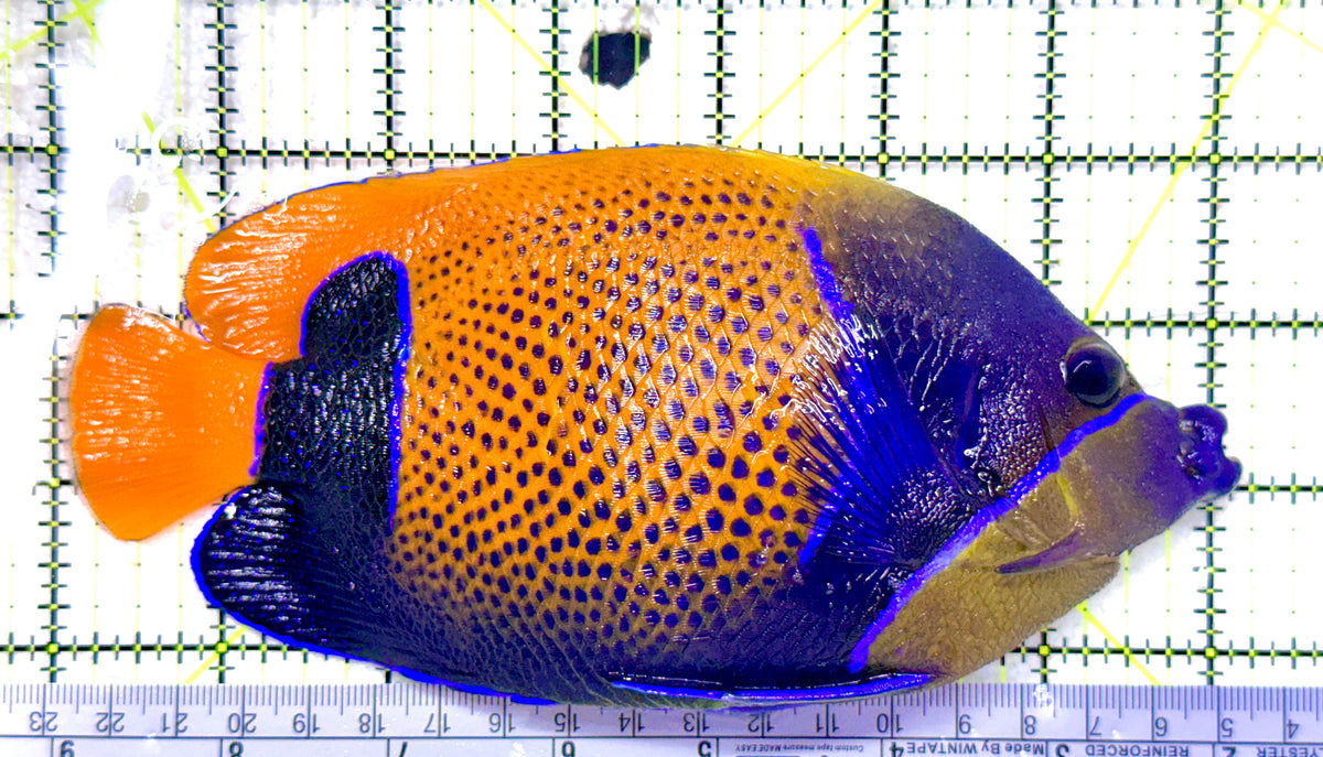 Majestic Angelfish MA101801 WYSIWYG Size: XXL/SHOW 7" approx