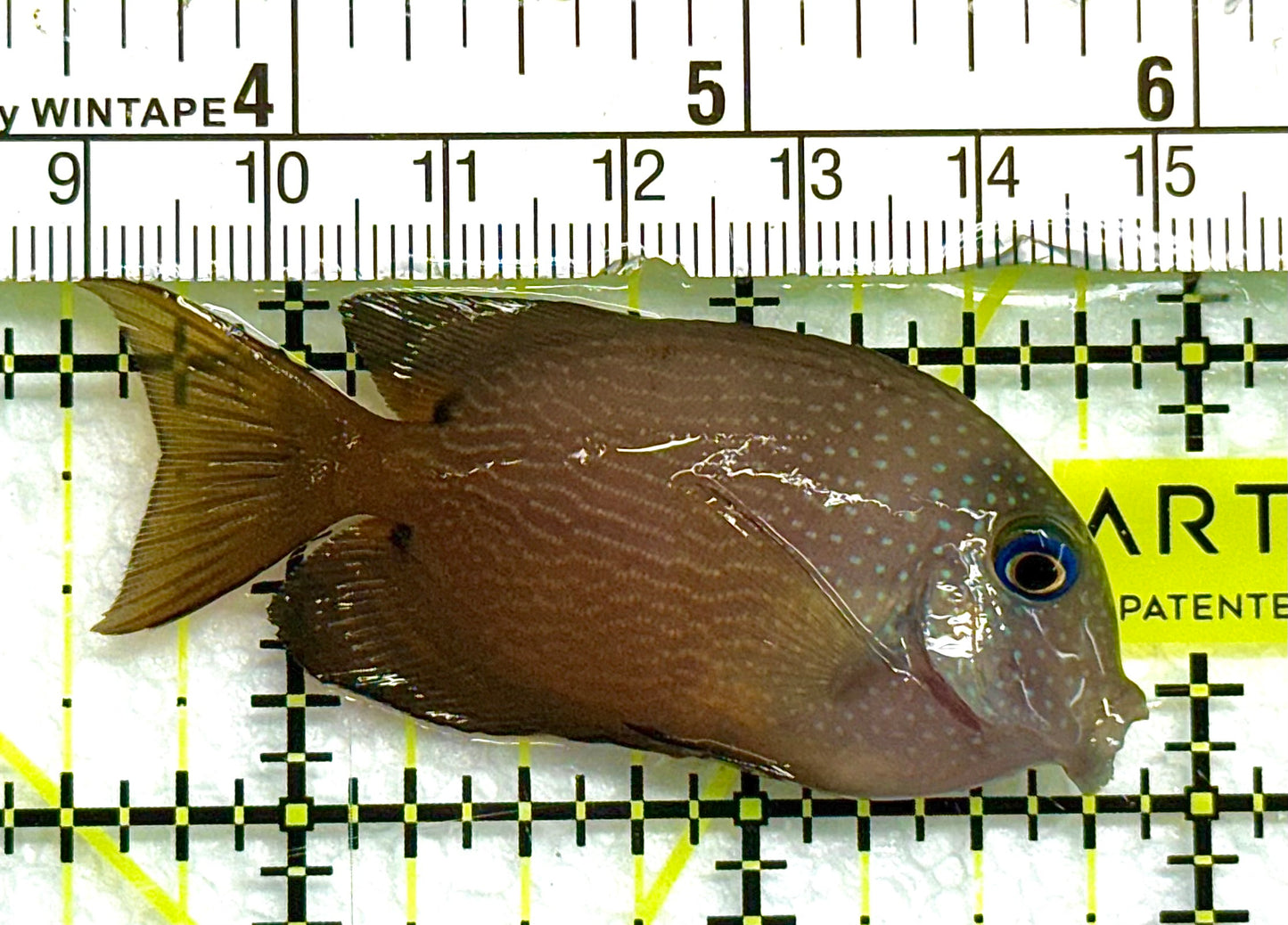 Blue Eye Kole Tang BEKT041101 WYSIWYG Size: S 2.5" approx