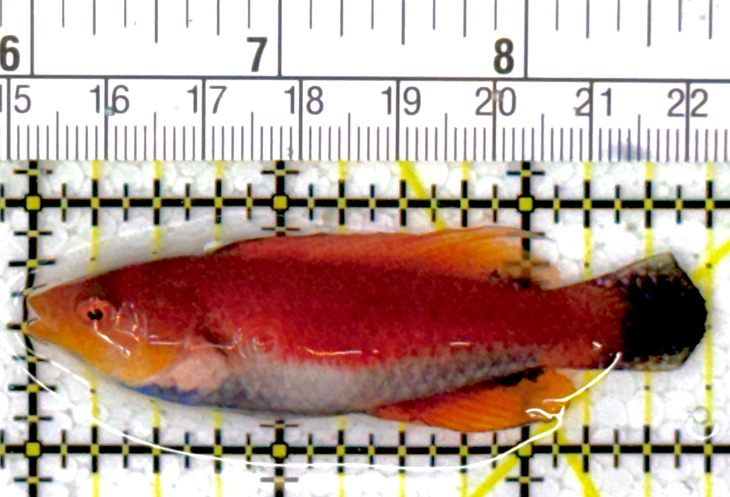 HighFin Fairy Wrasse HFW111904 WYSIWYG Size: SHOW 2.75"