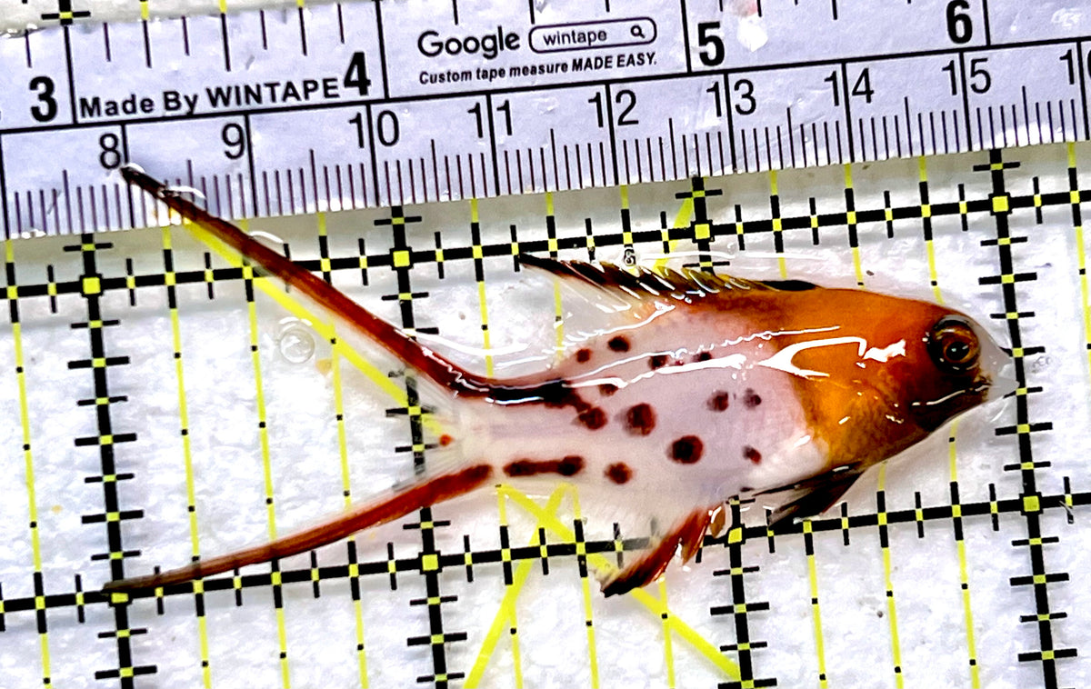 Lyretail Hogfish LH100401 WYSIWYG Size: M 3" approx