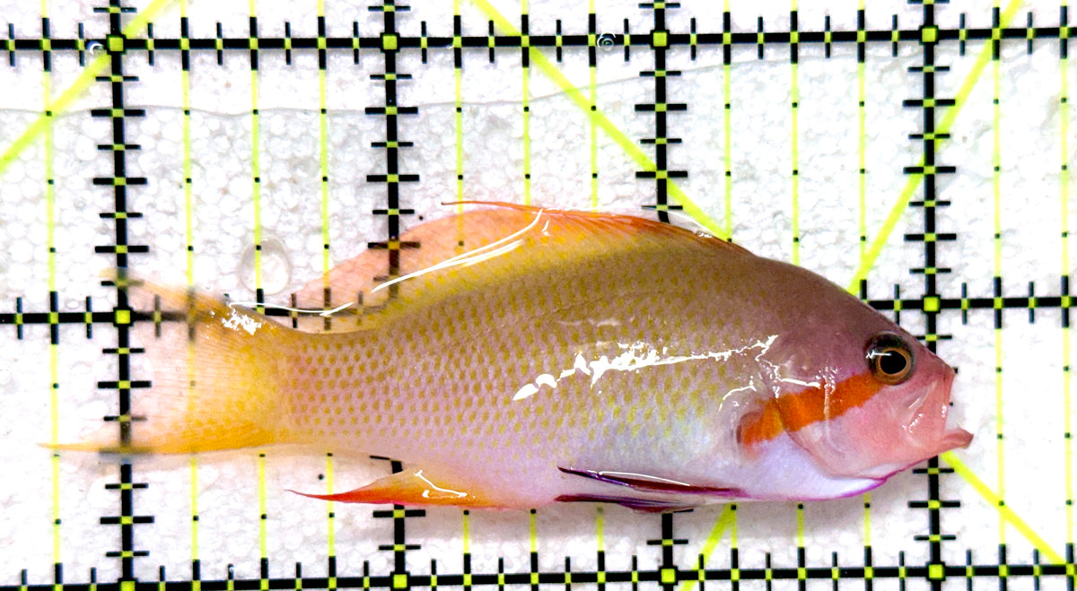 SuperMale Hutchii Anthias SHA101801 WYSIWYG Size: XXL/SHOW 3.25" approx