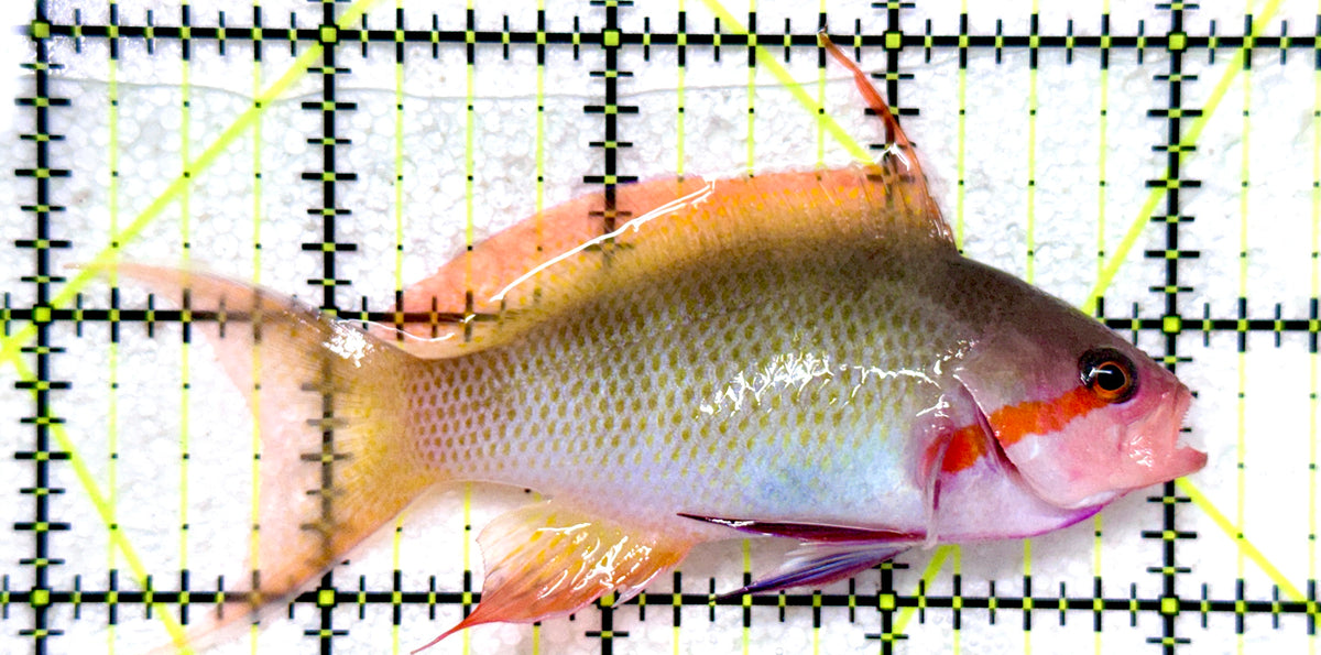 SuperMale Hutchii Anthias SHA101802 WYSIWYG Size: XXL/SHOW 4" approx