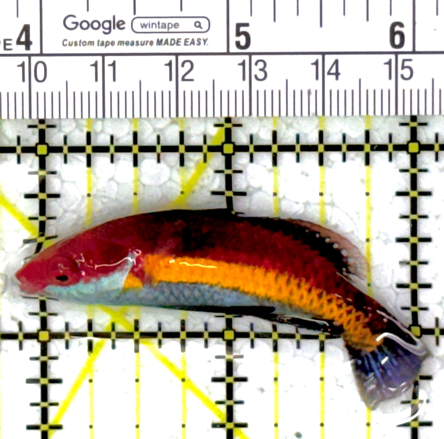 Naoko's Fairy Wrasse NFW111902 WYSIWYG Size: L 2.25"