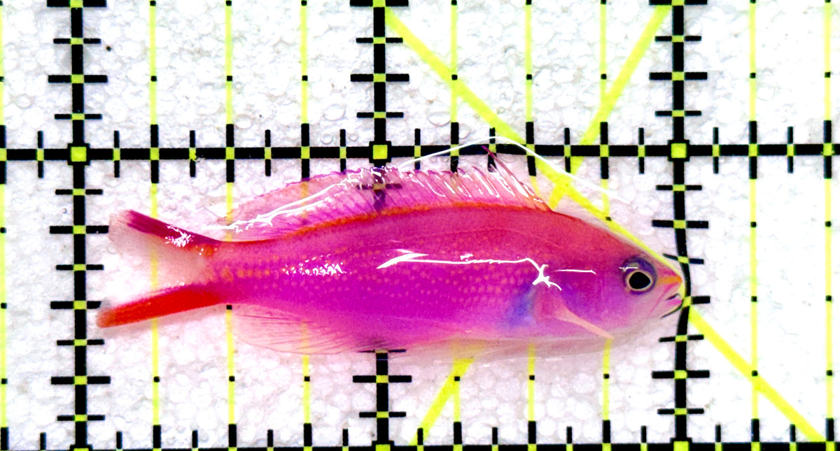 Princess Anthias PA101801 WYSIWYG Size: XL 2" approx