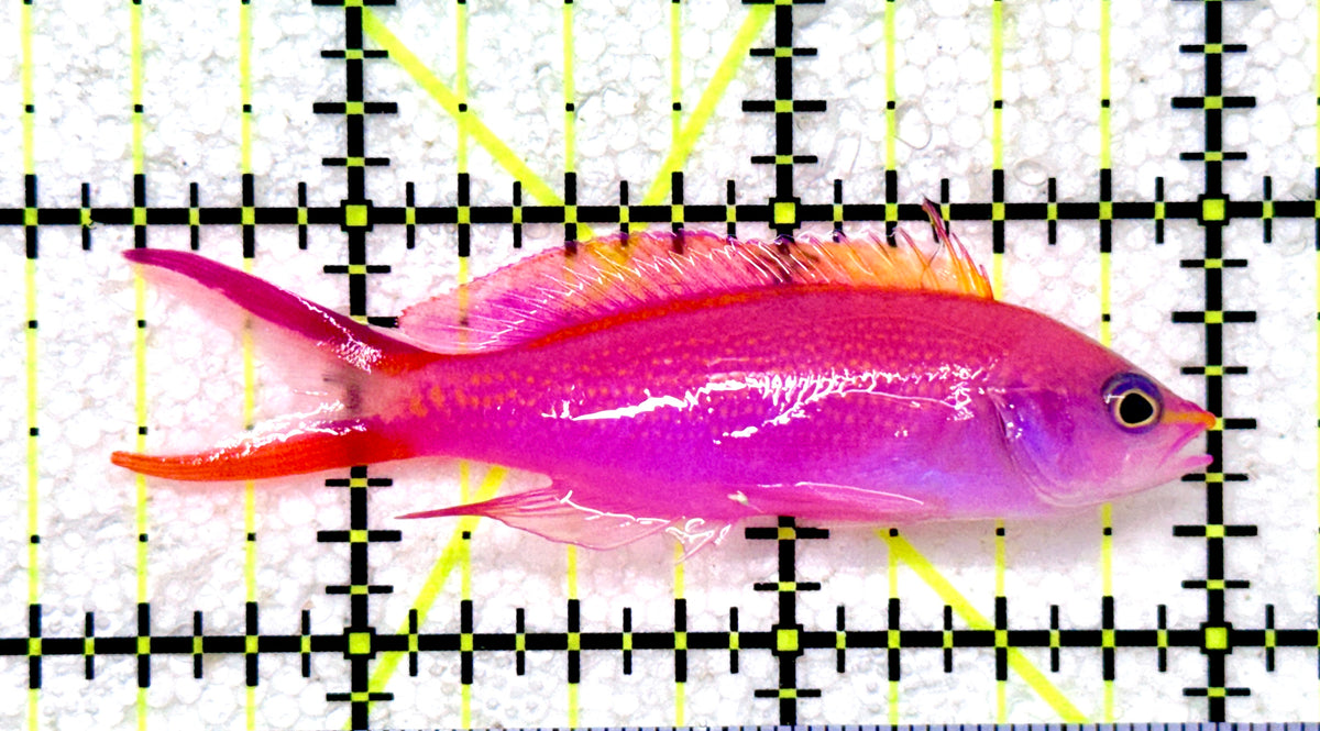 Princess Anthias PA101802 WYSIWYG Size: XXL/SHOW 2.5" approx