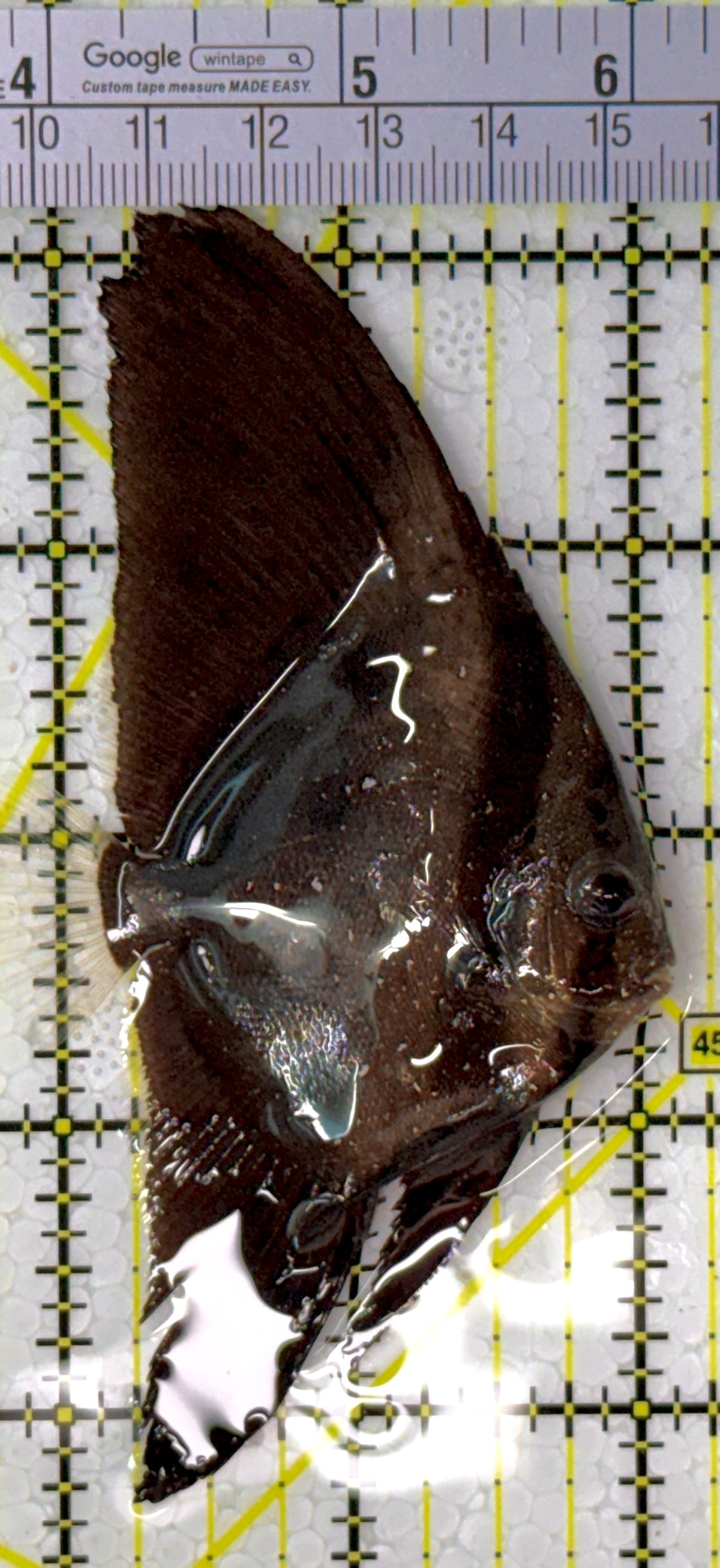 Orbic Batfish OB111901 WYSIWYG Size: S 2.25"