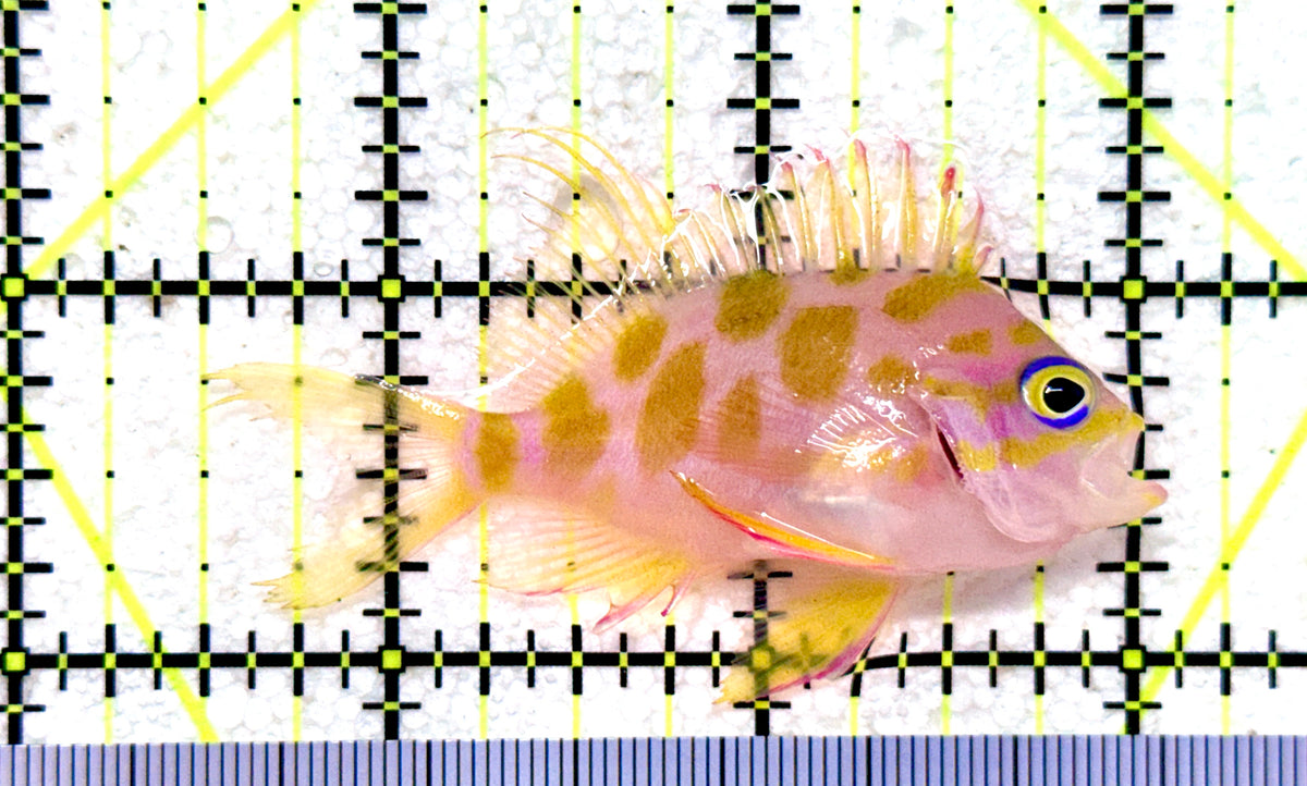 Borbonius Anthias BA101802 WYSIWYG Size: M 2.5" approx