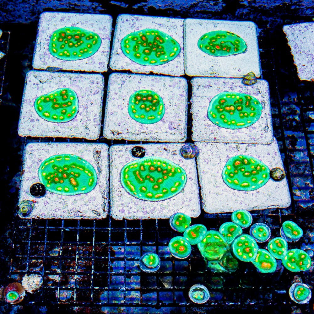 Aquaculture Wild Ride Chalice Size: M 0.75” to 1” Frag