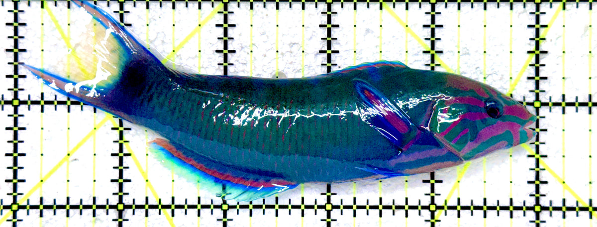 Lunare Wrasse LW101801 WYSIWYG Size: L 5" approx