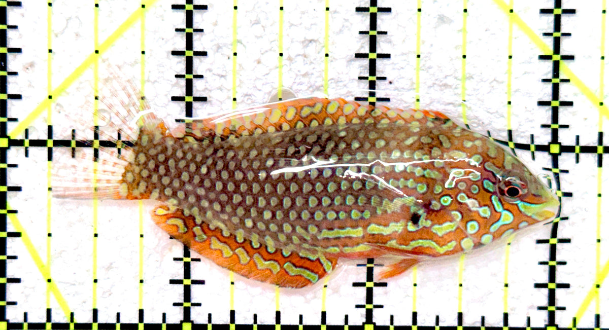 Ornate Leopard Wrasse OLW101801 WYSIWYG Size: L 2.75" approx