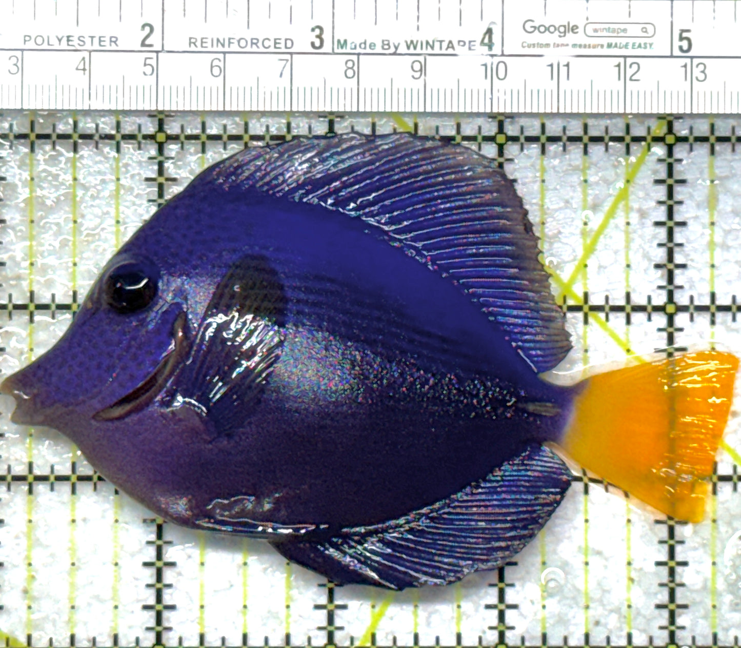 Purple Tang PT102401 WYSIWYG Size: L 4.25" approx