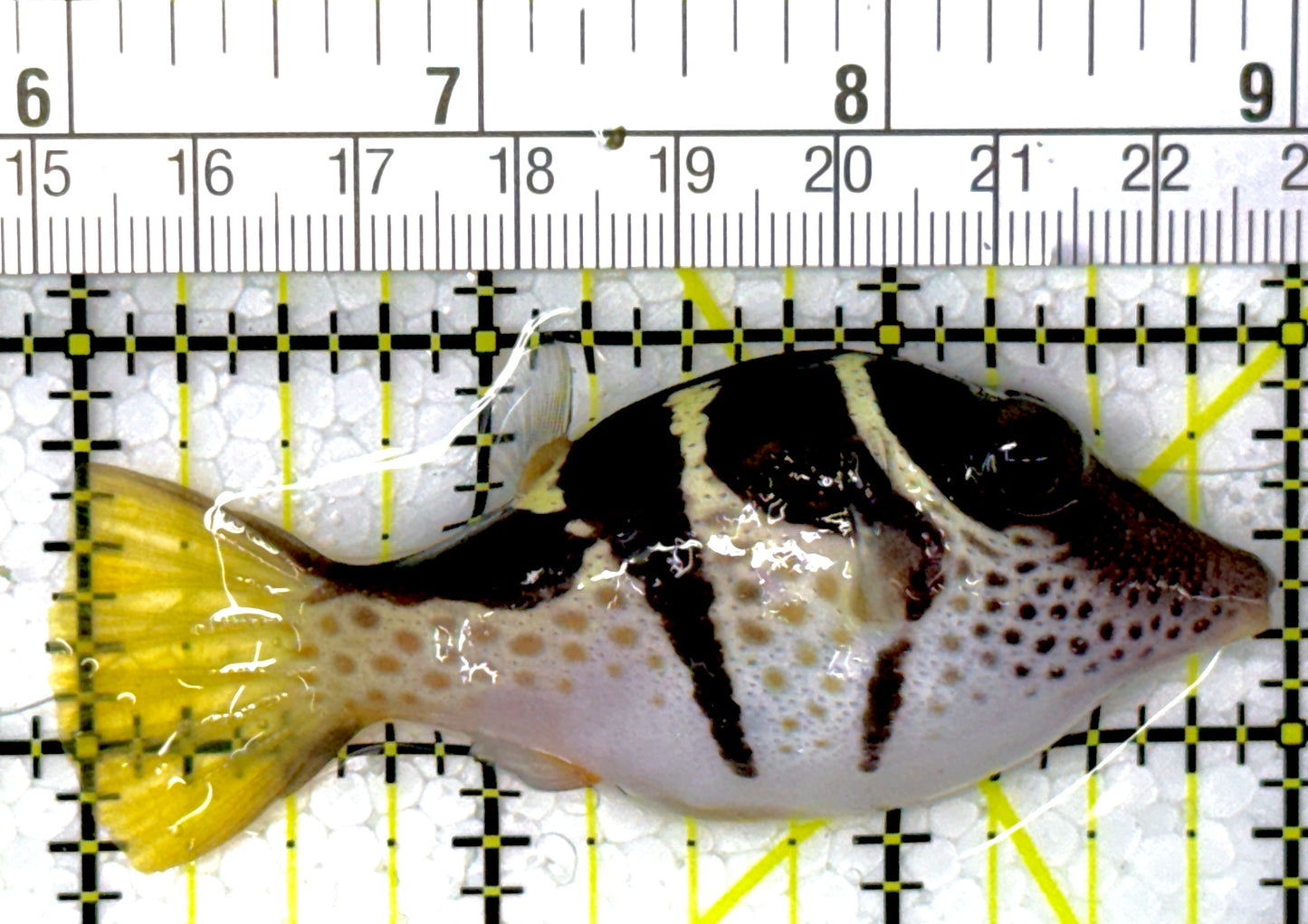 Valentini Toby Pufferfish VTP111901 WYSIWYG Size: L 3"