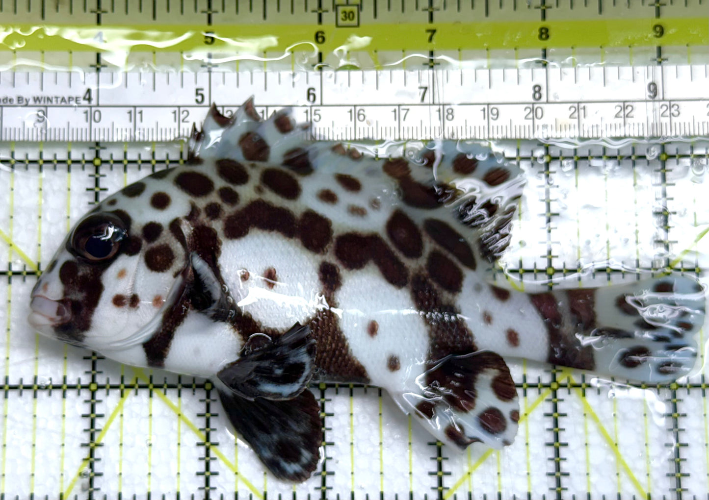 Harlequin Spotted Grunt Sweetlips HSGS041102 WYSIWYG Size: XL 5.75" approx