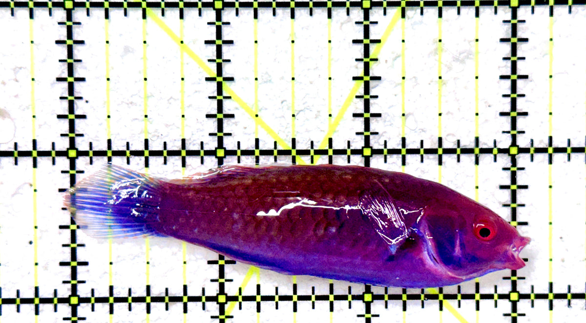 Blueside Fairy Wrasse BFW101801 WYSIWYG Size: XL 3" approx