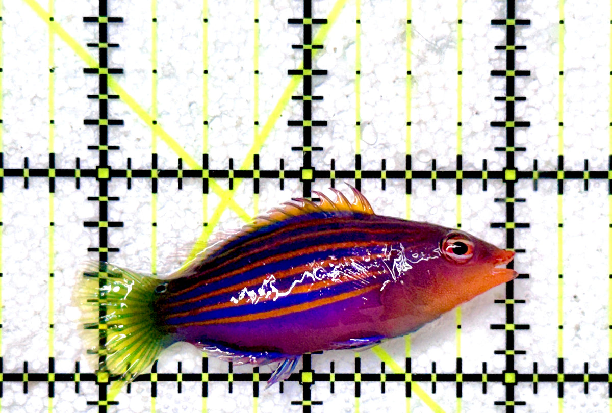 Six Line Wrasse (Indo) SLW101802 WYSIWYG Size: L 2" approx