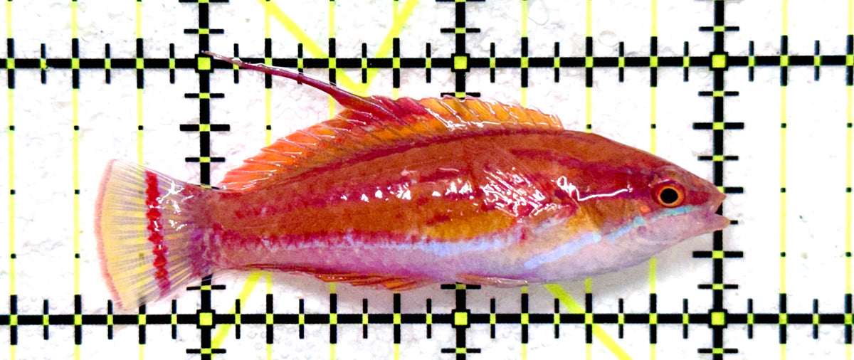Carpenter's Flasher Wrasse CFW101801 WYSIWYG Size: L 2.5" approx