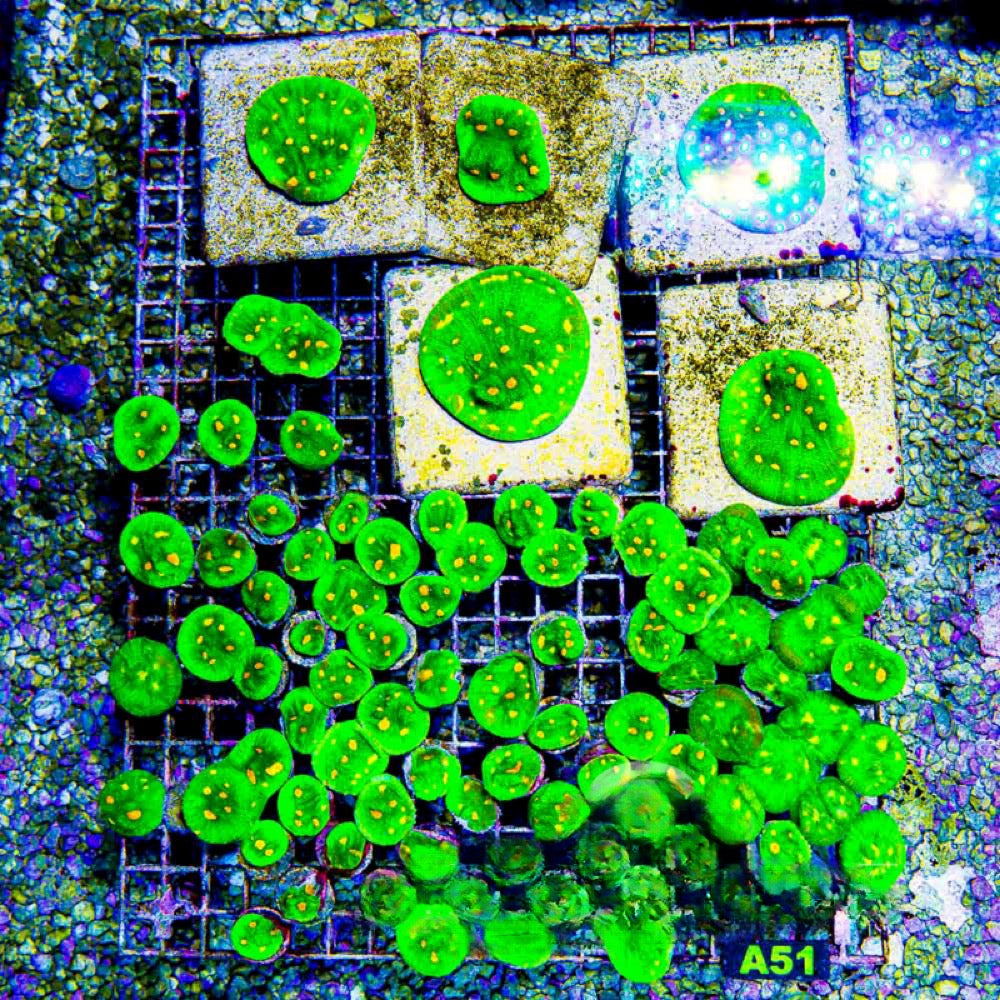 Aquaculture Space Invader Chalice Size: M 0.75” to 1” Frag