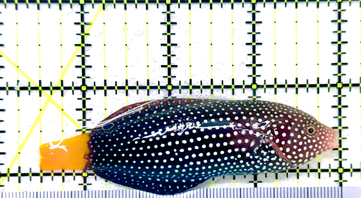 Yellowtail Tamarin Wrasse YTW101801 WYSIWYG Size: XL 3.5" approx