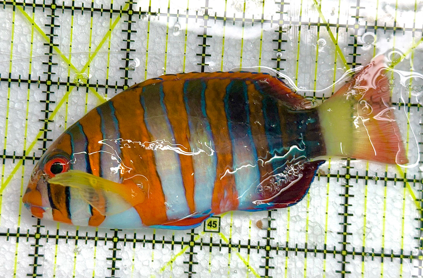 Harlequin Tuskfish HT041101 WYSIWYG Size: L 5" approx