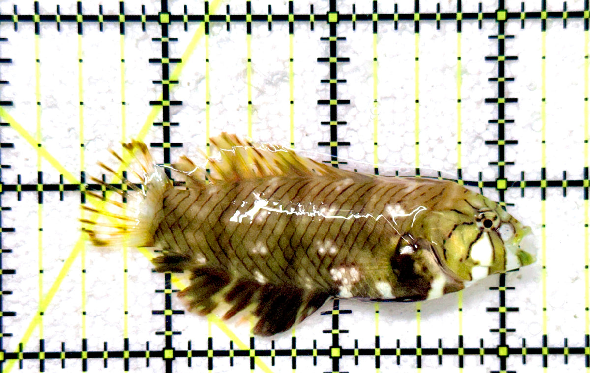 Dragon Wrasse DW101801 WYSIWYG Size: M 2.75" approx