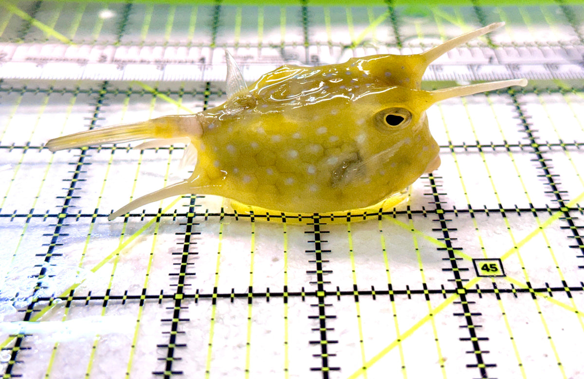 Longhorn Cowfish LC101801 WYSIWYG Size: L 4" approx