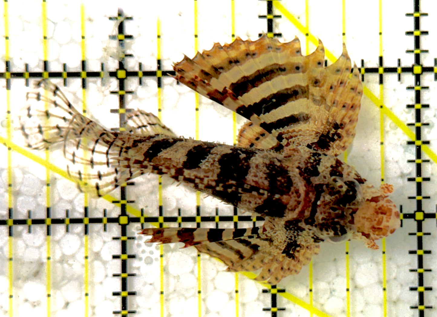 Fuzzy Dwarf Lionfish FDL111903 WYSIWYG Size: XL 2.75"