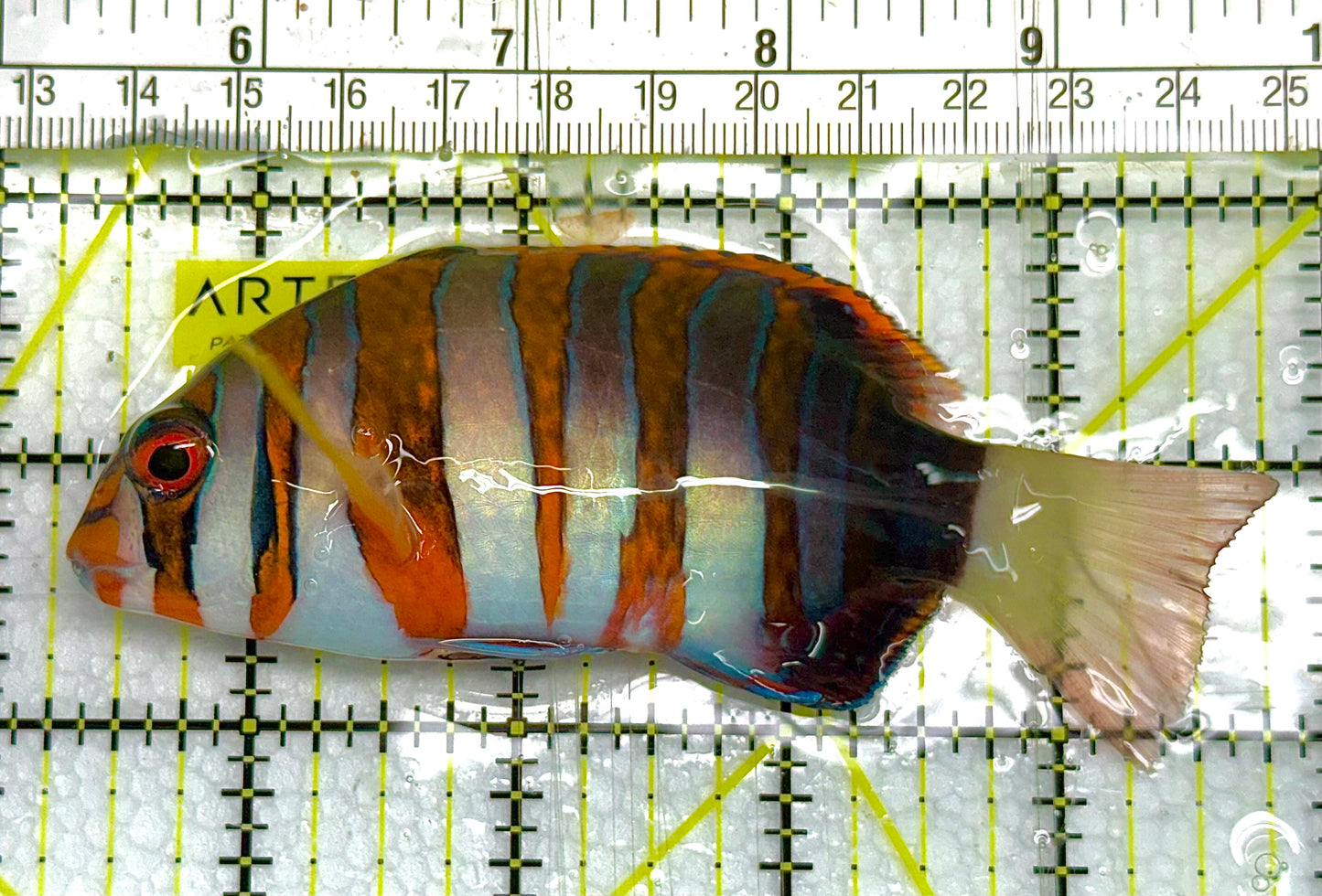 Harlequin Tuskfish HT041103 WYSIWYG Size: L 4" approx