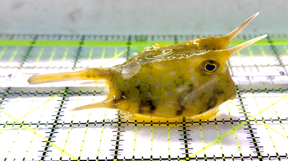 Longhorn Cowfish LC101802 WYSIWYG Size: L 4" approx