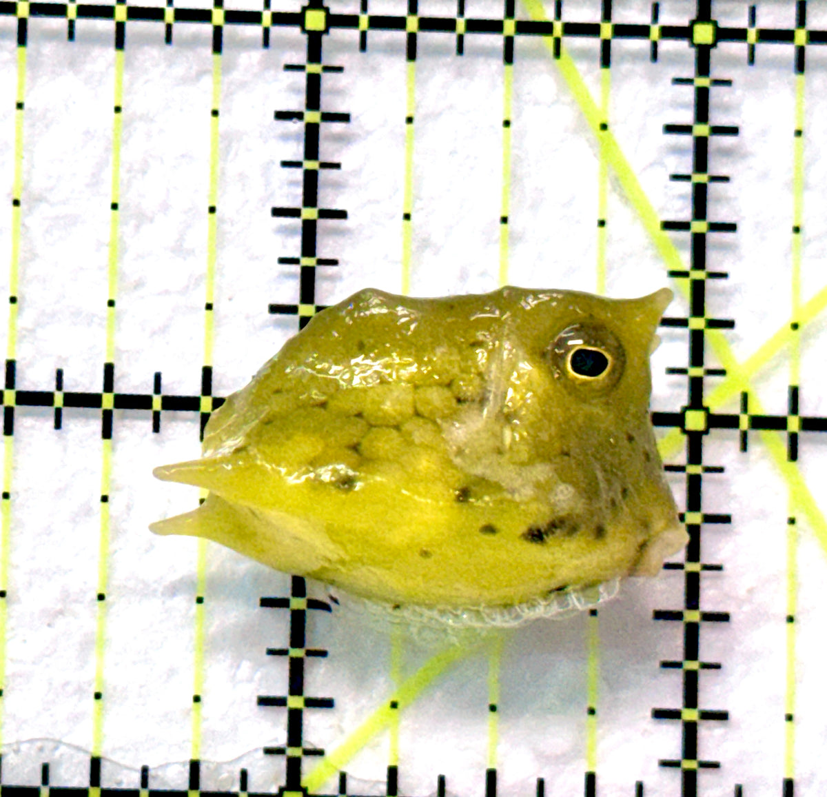 Longhorn Cowfish LC101803 WYSIWYG Size: S 1.25" approx