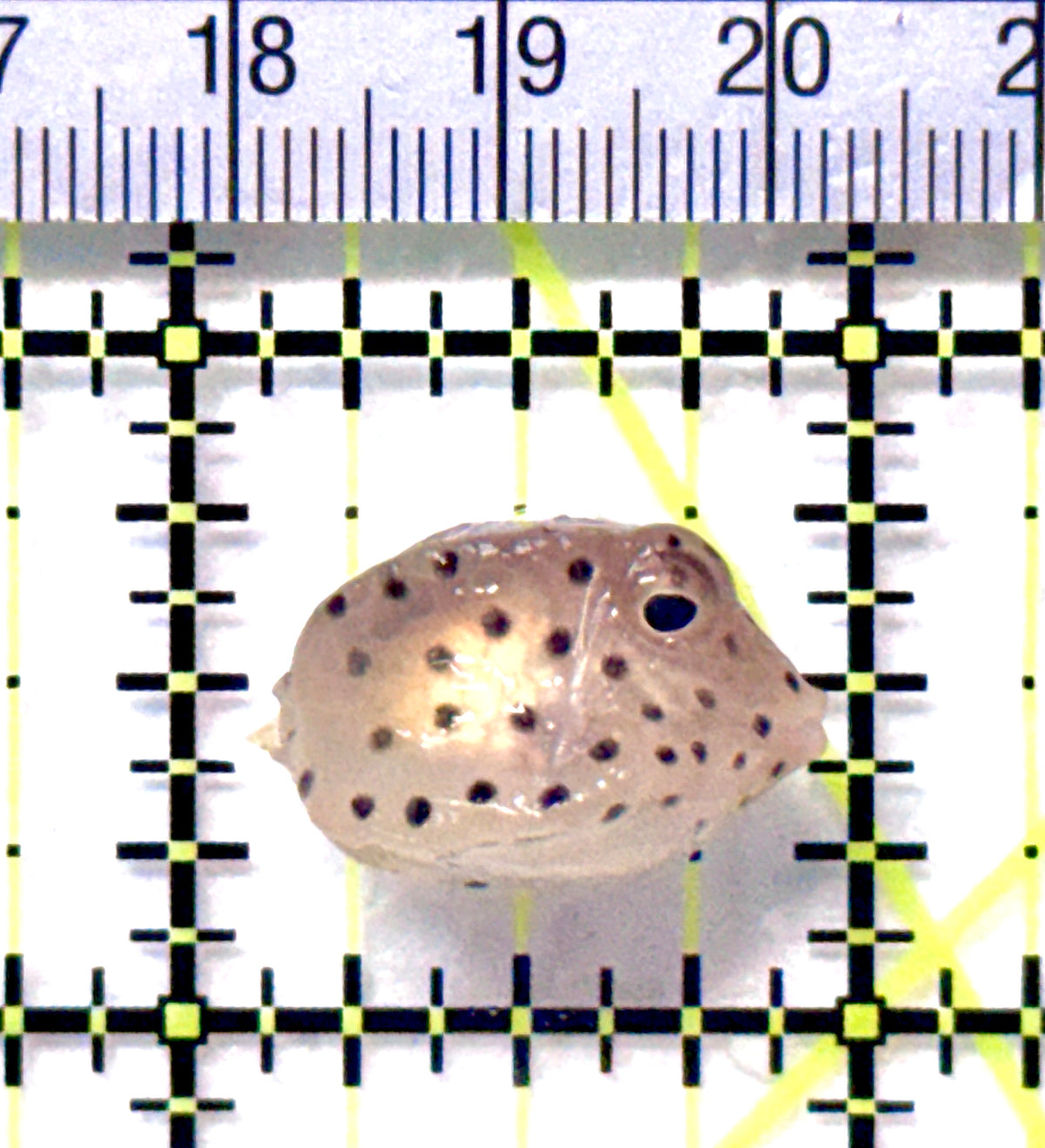 Yellow Polka Dot Boxfish YPDB101801 WYSIWYG Size: Tiny 1" approx