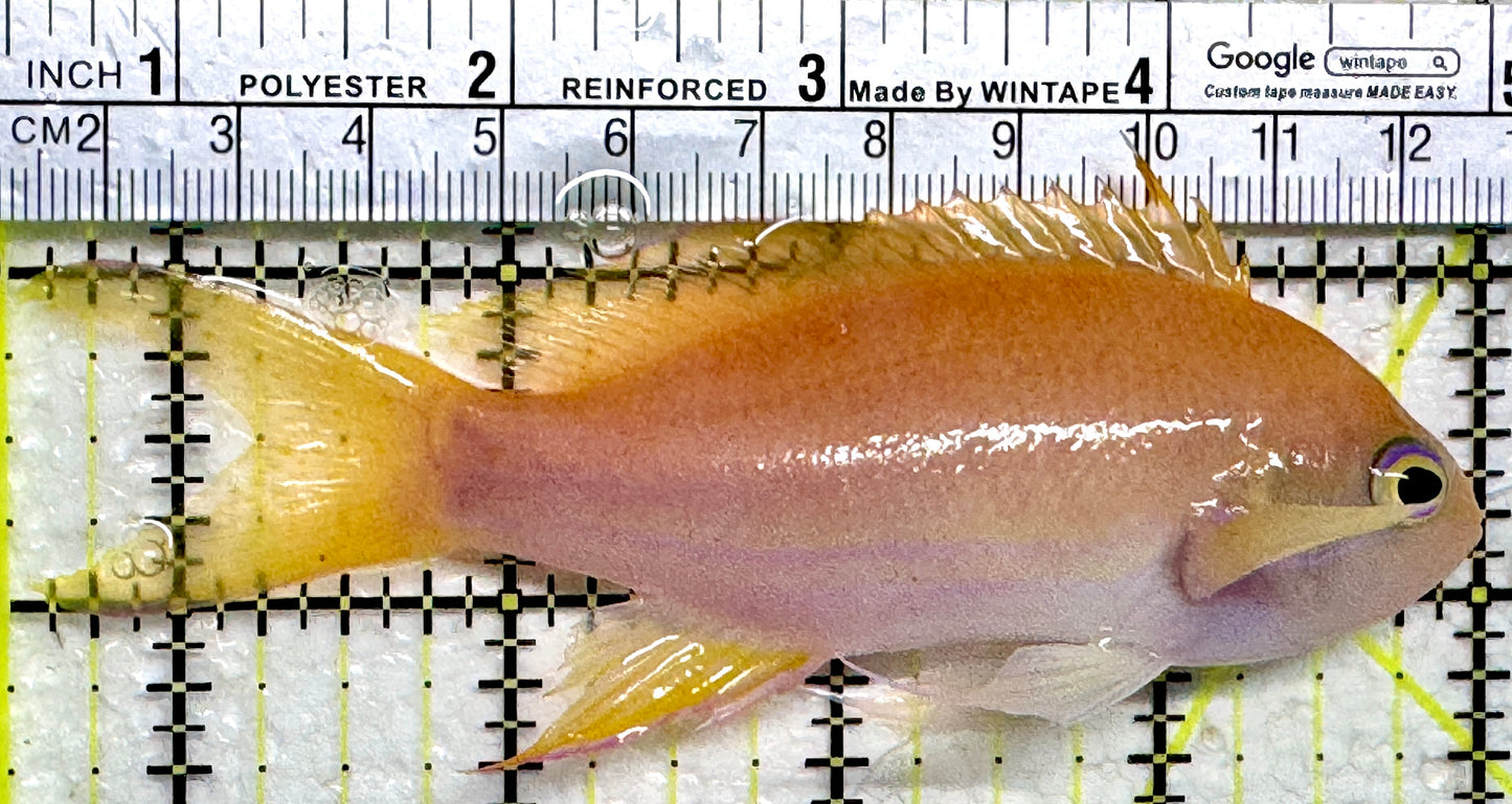 Squareback Anthias (Female) SAF102401 WYSIWYG Size: XL 4.5"