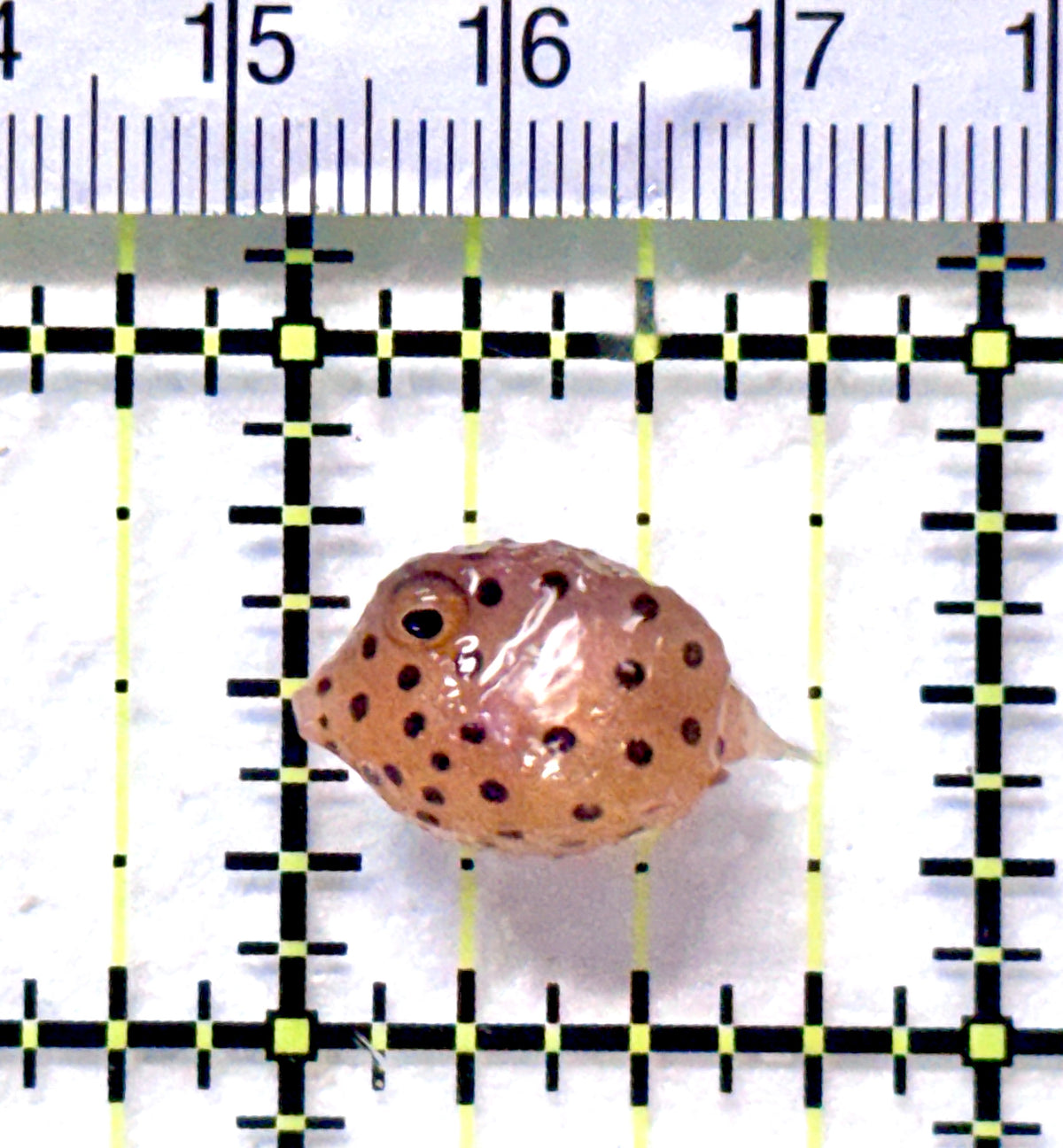 Yellow Polka Dot Boxfish YPDB101802 WYSIWYG Size: Tiny 0.75" approx