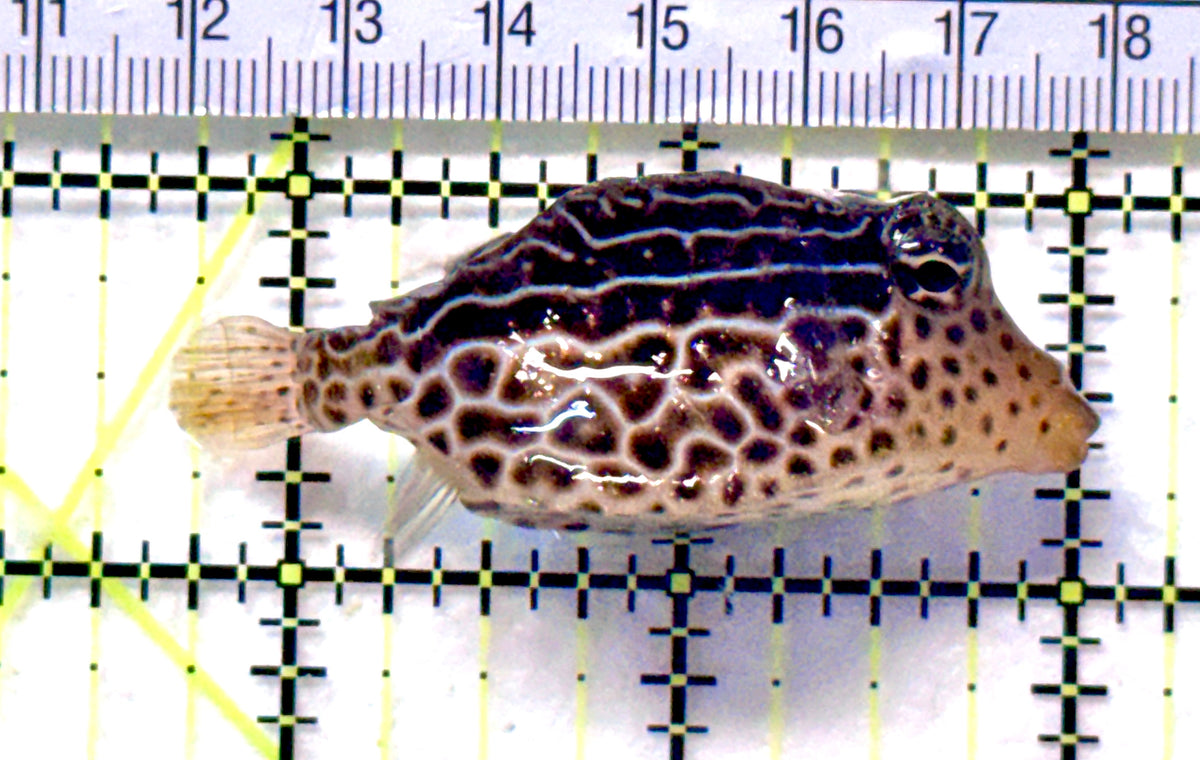 Scribbled Boxfish SB101801 WYSIWYG Size: M 2.25" approx