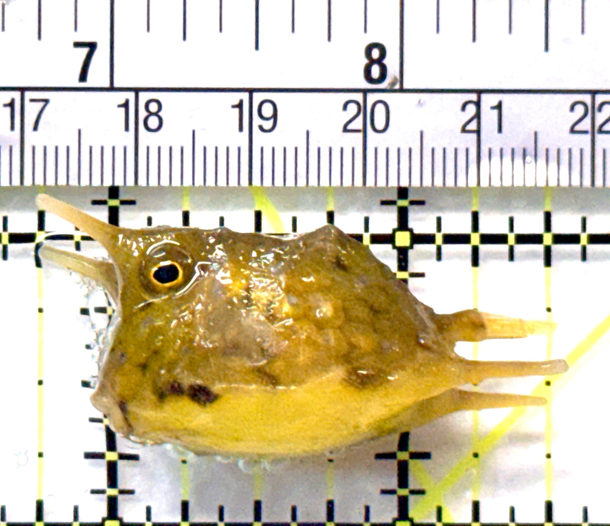 Longhorn Cowfish LC101801 WYSIWYG Size: S 1.75" approx