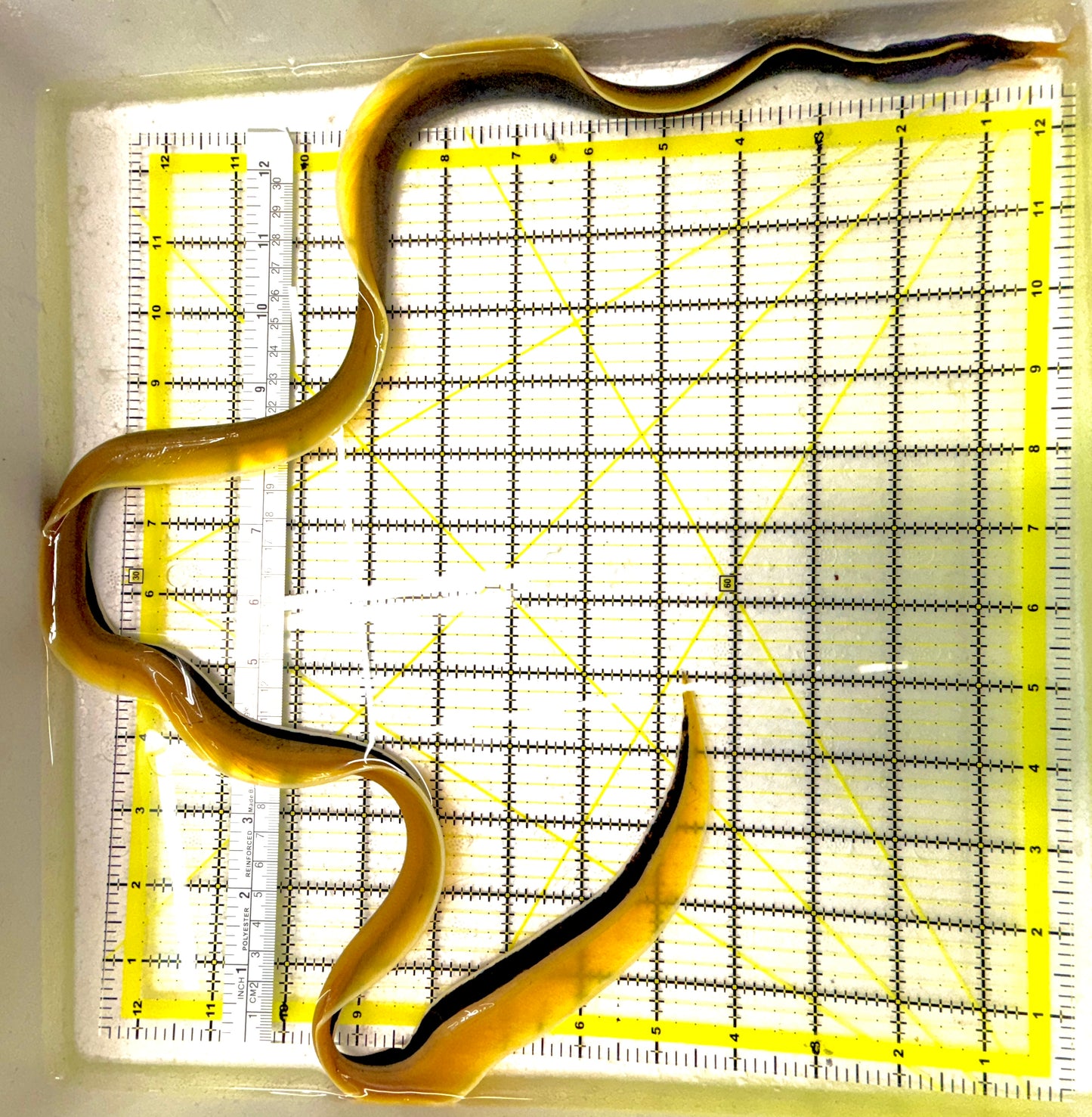 Blue Ribbon Eel BRE111902 WYSIWYG Size: XL/SHOW 38"