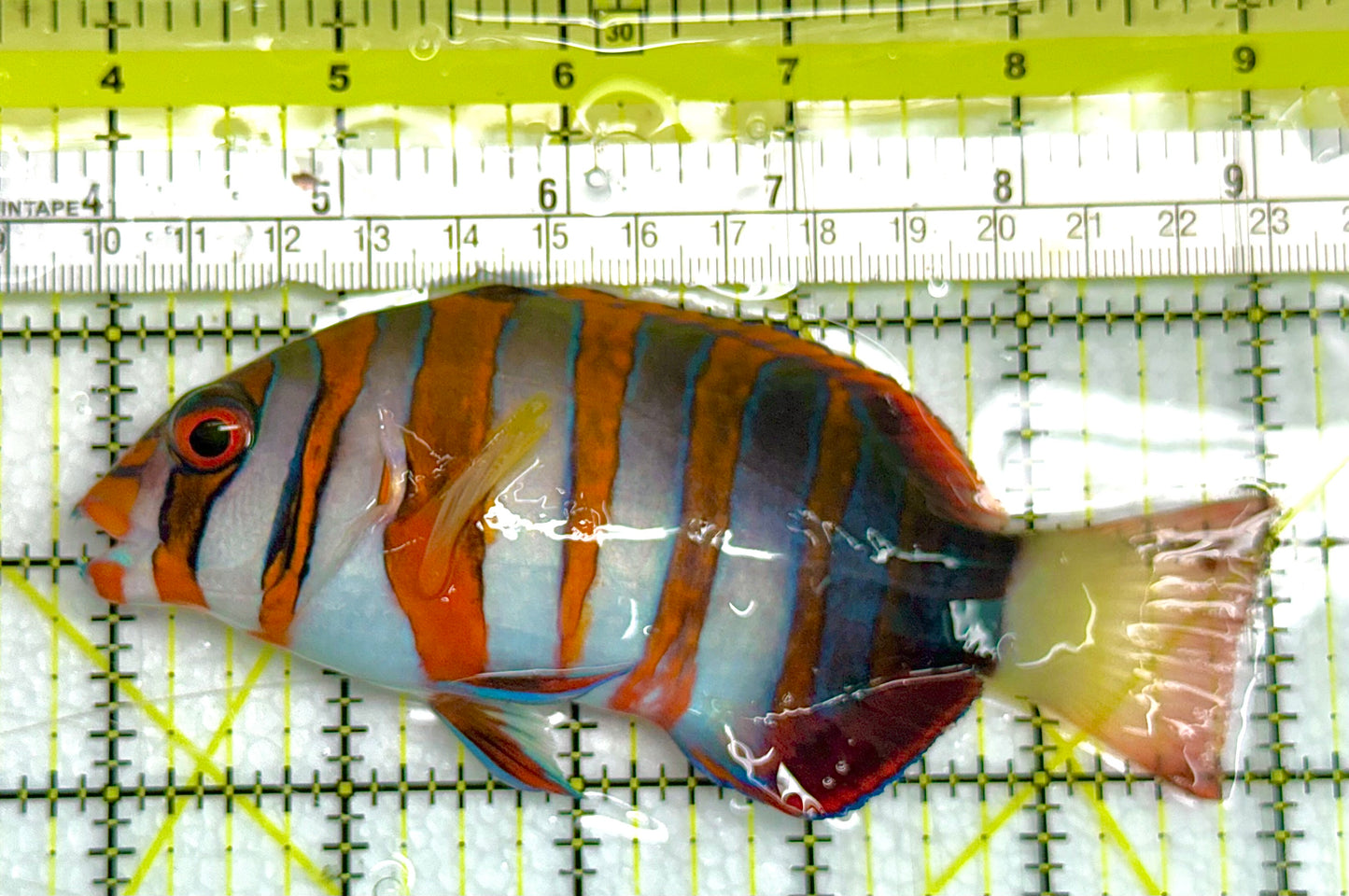 Harlequin Tuskfish HT041105 WYSIWYG Size: L 5" approx