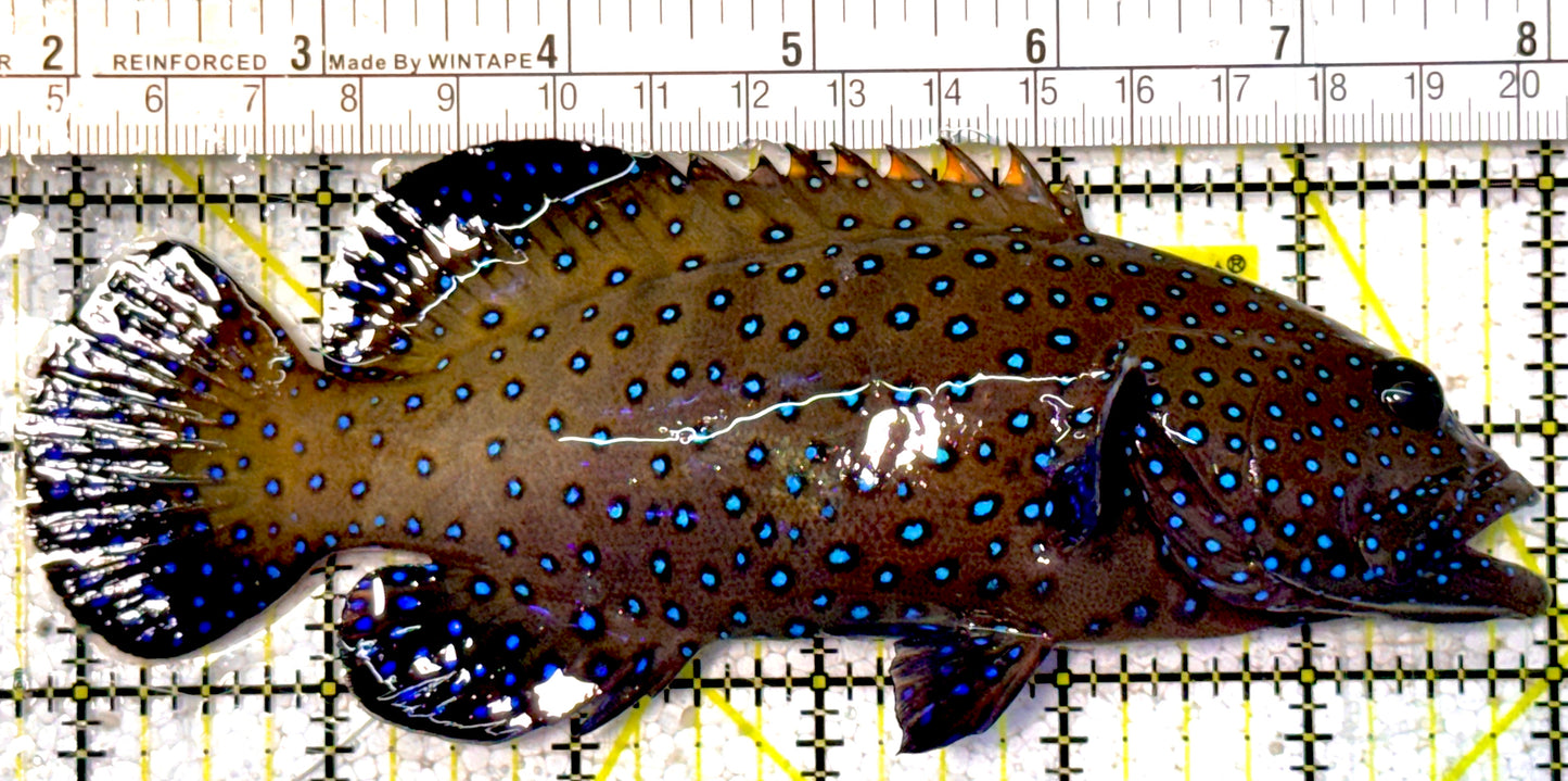 Argus Grouper AG022102 WYSIWYG Size: XL 6.25"approx