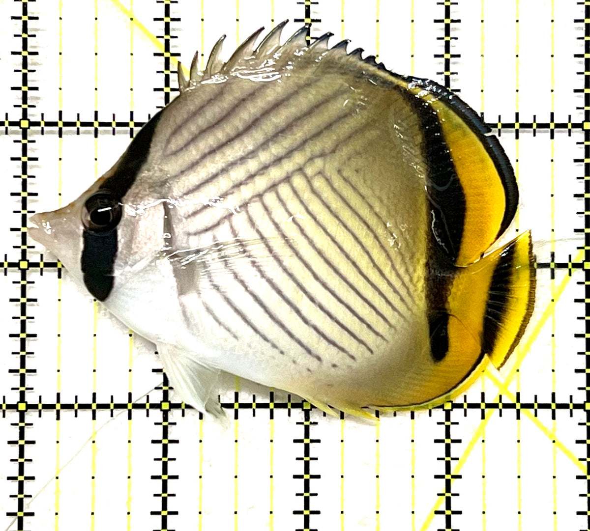 Vagabond Butterflyfish VB101201 WYSIWYG Size L : 3.75" approx