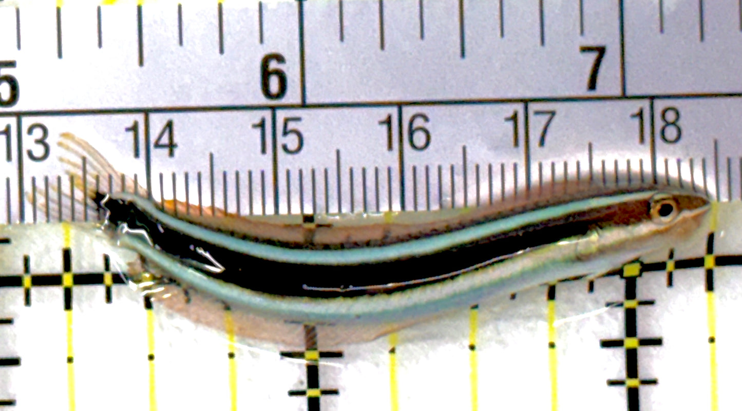 Mimic Blue Striped Cleaner Wrasse (Fang Blenny) MBCW111901 WYSIWYG Size: 2.25"