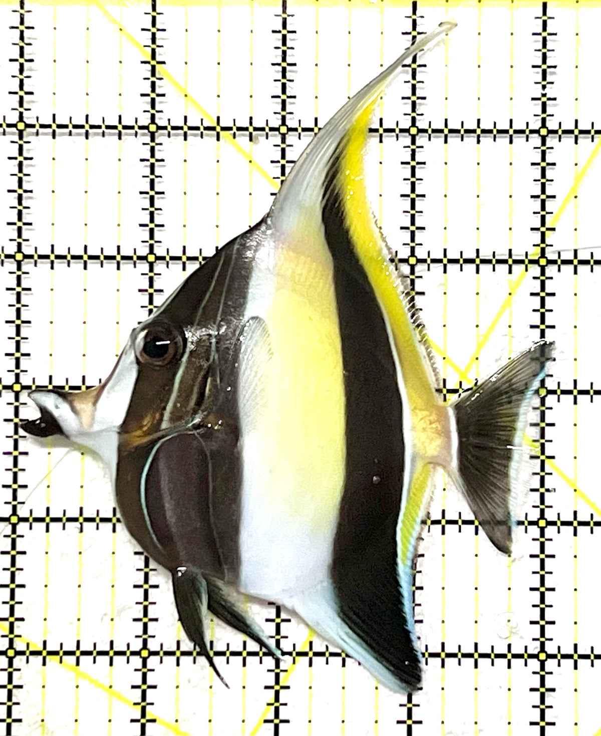 Moorish Idol MI101201 WYSIWYG Size: ML 4" approx