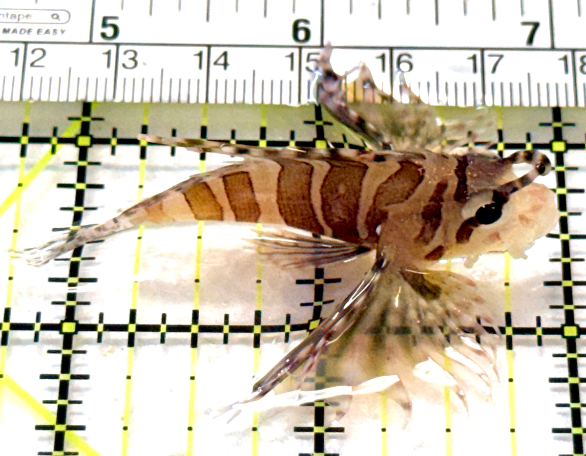 Dwarf Zebra Lionfish DZL101801 WYSIWYG Size: M 2.25" approx