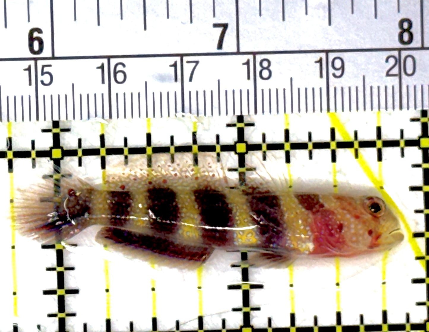 Wheeler's Bumblebee Shrimp Goby WBSG111901 WYSIWYG Size: 2.25"