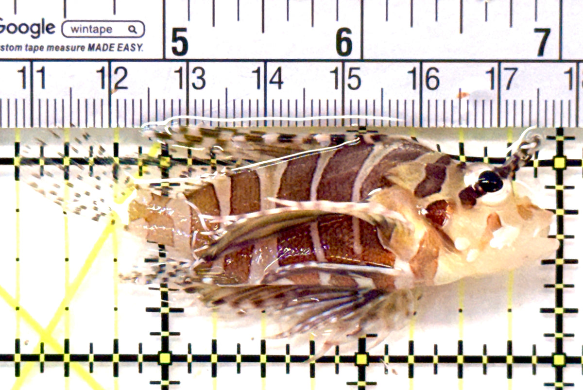 Dwarf Zebra Lionfish DZL101802 WYSIWYG Size: M 2.75" approx