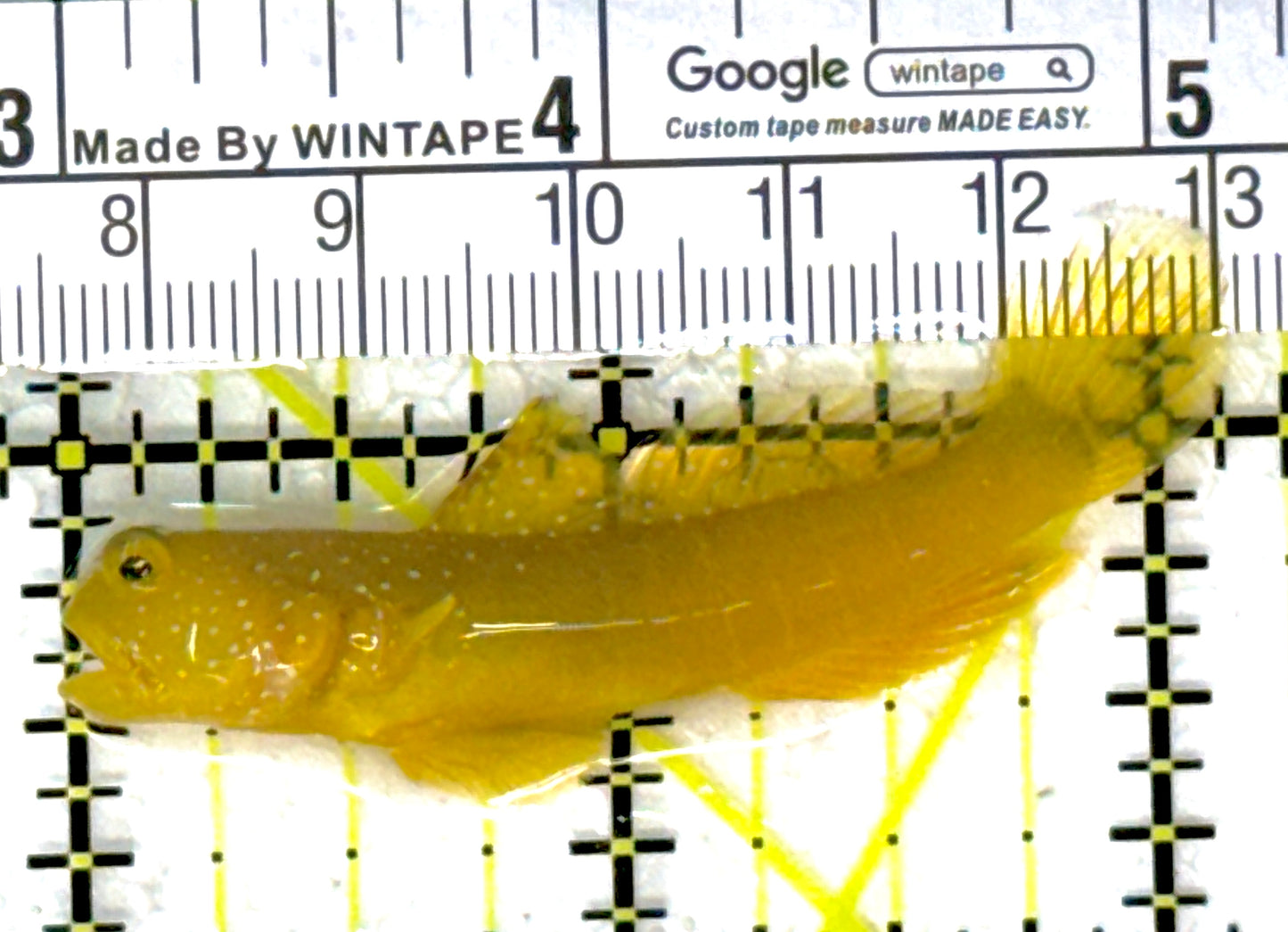 Yellow Watchman Goby YWG111901 WYSIWYG Size: 2.25"