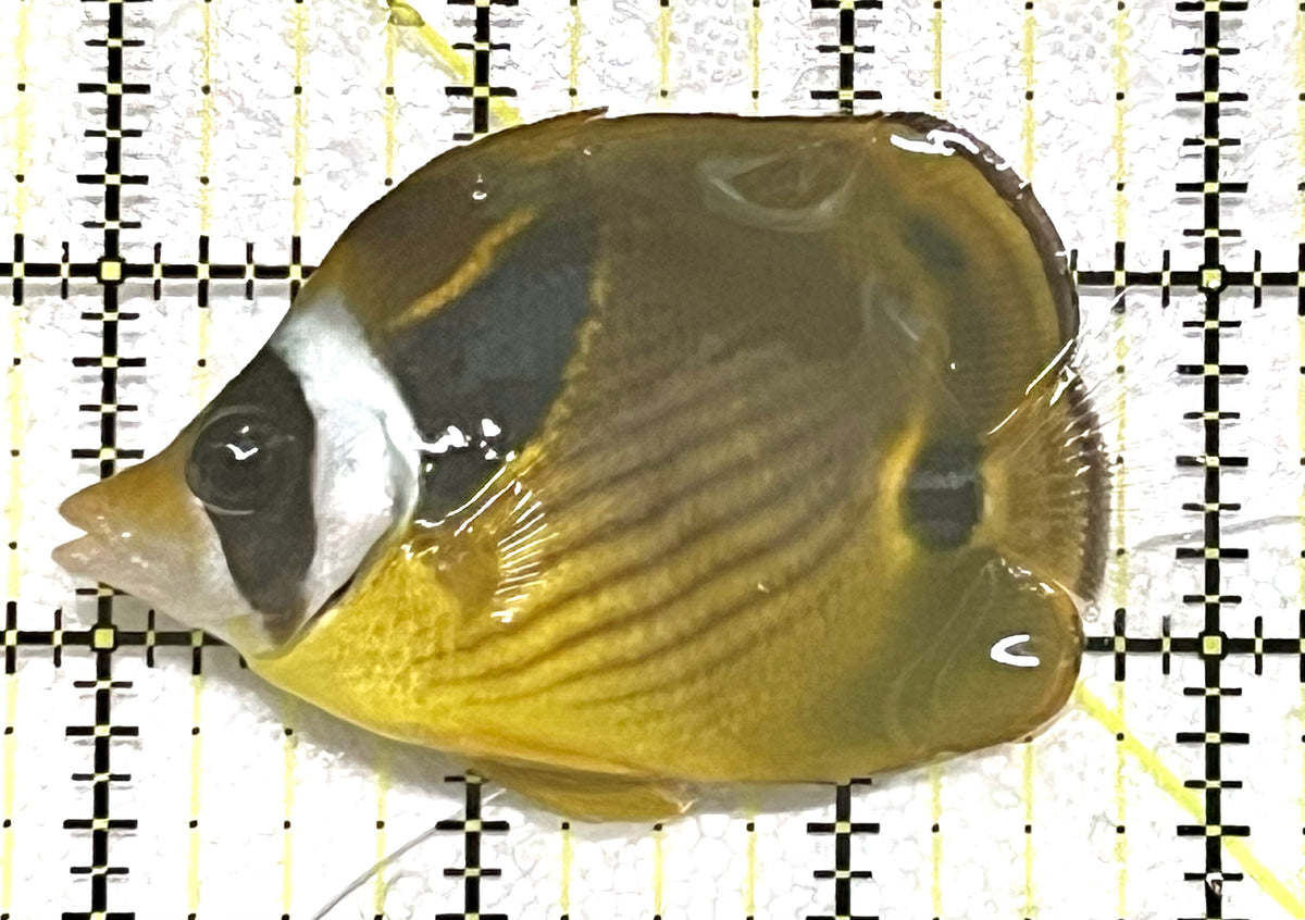 Raccoon Butterflyfish RB101201 WYSIWYG Size: SM 3" approx