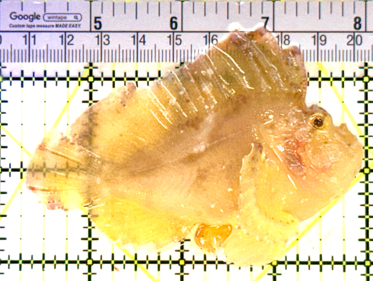 Golden Leaf Fish GLF101801 WYSIWYG Size: L 3.75" approx