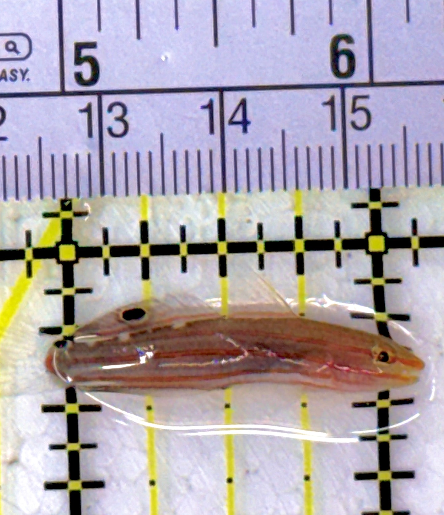 Rainford's Court Jester Goby RCJG111901 WYSIWYG Size: 1.5"